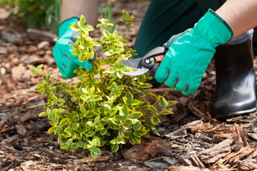 Close view of rich green garden leaves