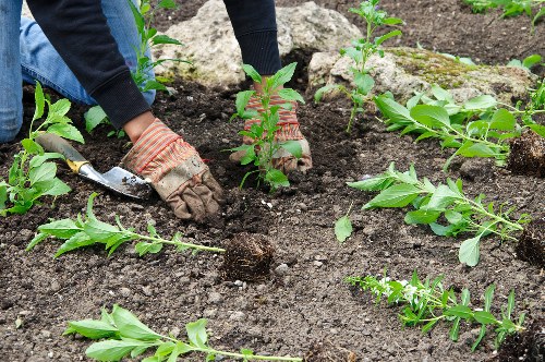Sustainable landscape gardening in Leaves Green with greenery and structure